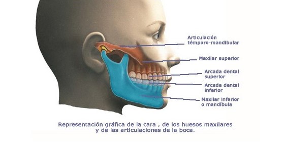 La articulación temporo-mandibular (ATM)